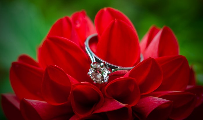 Diamond ring on red dahlia petals