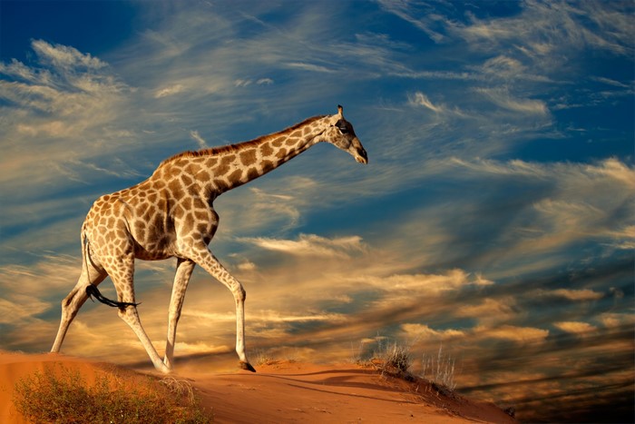 Giraffe walking on sand dunes under a cloudy sky