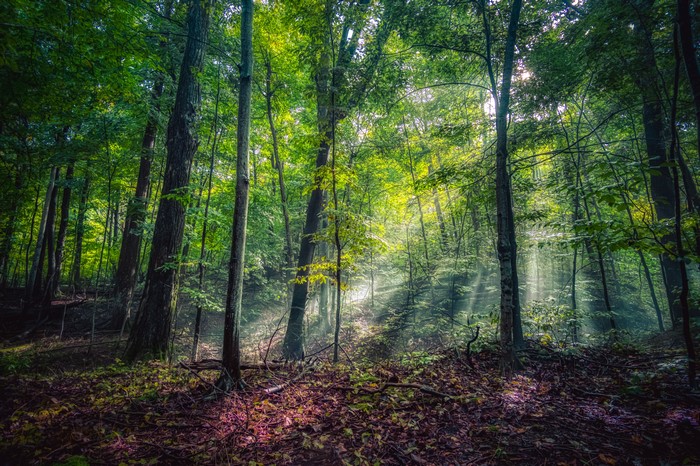 Sunlight filtering through trees in a forest