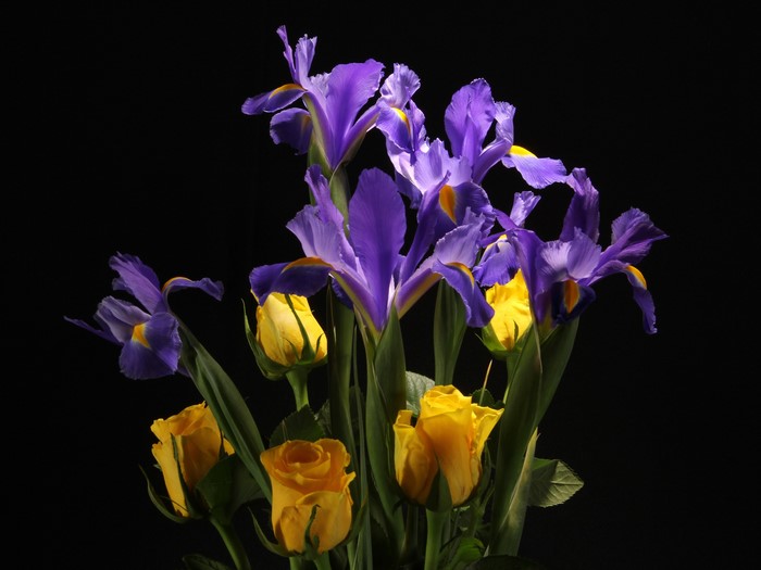 Yellow Roses and Purple Irises on Black Background
