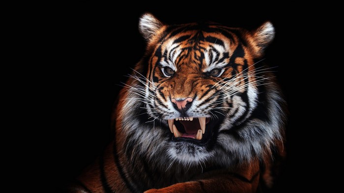 Tiger roaring with bared teeth on black background