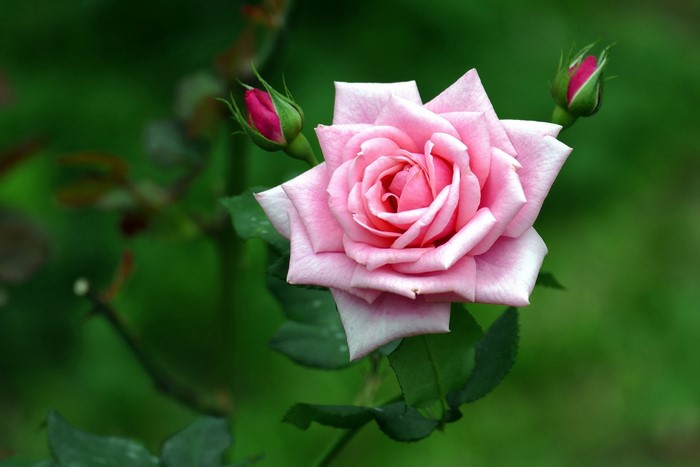 Pink rose with two buds
