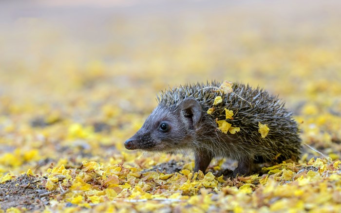 Hedgehog with yellow leaves