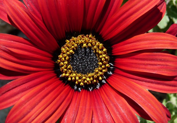 Close-up of a red daisy with a black and yellow center