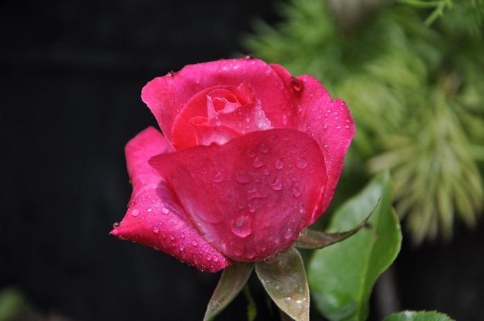 Pink rose with water drops