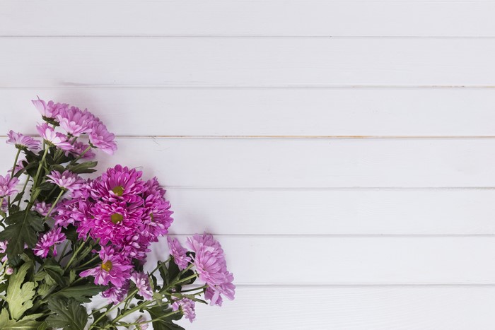 Pink Chrysanthemums on White Wooden Background