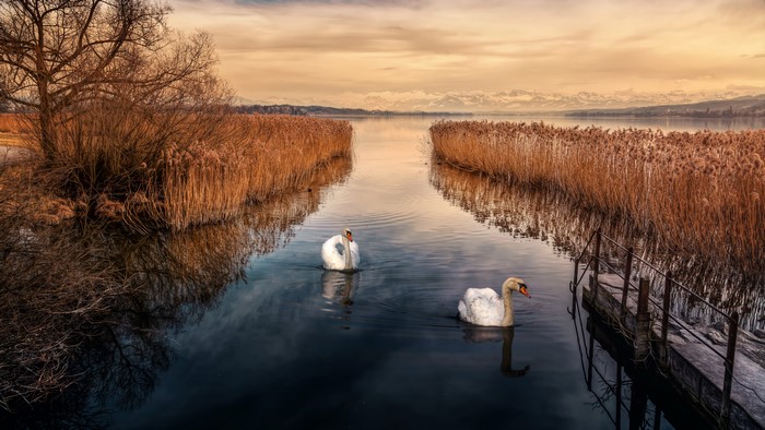 Two swans swimming in a lake with reeds and mountains