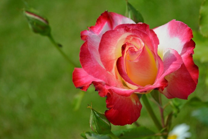 Close-up of a bi-colored rose with red and yellow petals