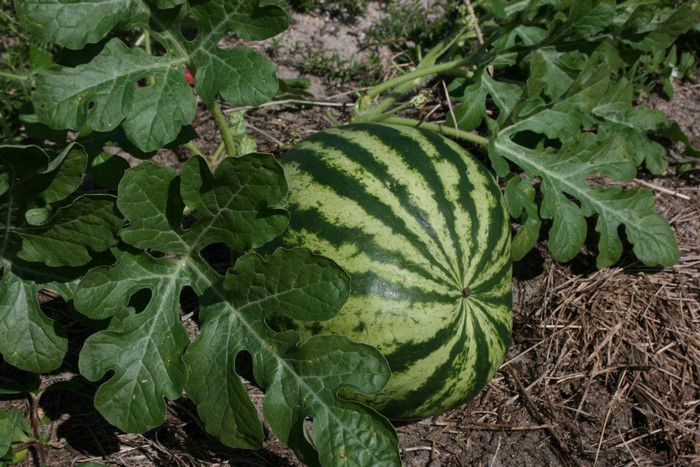 Watermelon growing on a vine with leaves