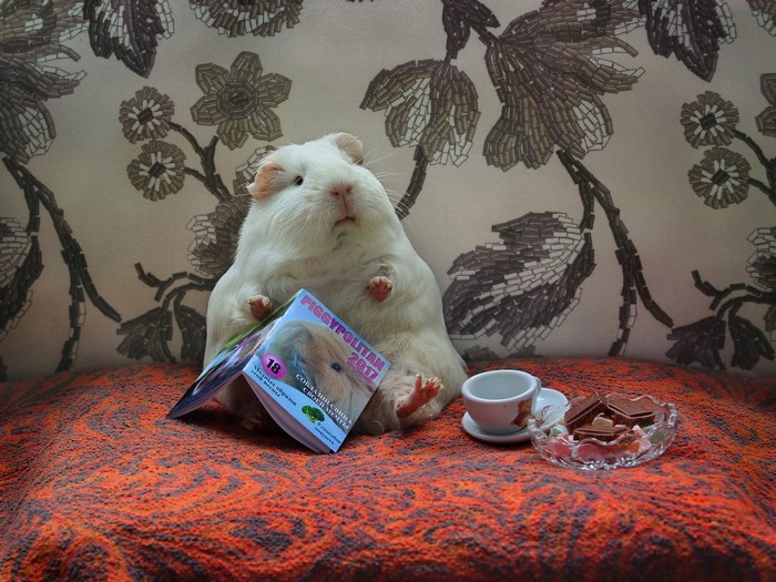 Guinea pig reading a magazine with candy and tea