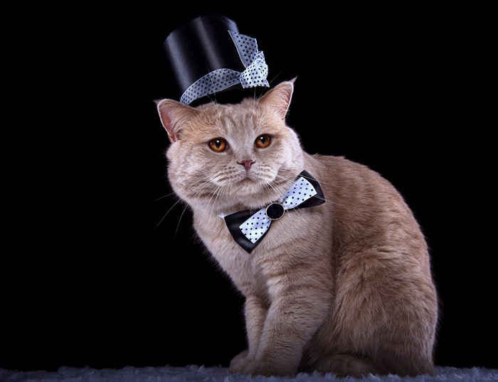Cat wearing a top hat and bow tie