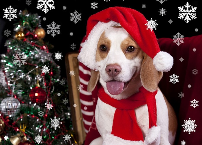 Beagle dog wearing a Santa hat and scarf