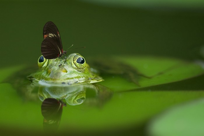 Frog with Butterfly on Lily Pad