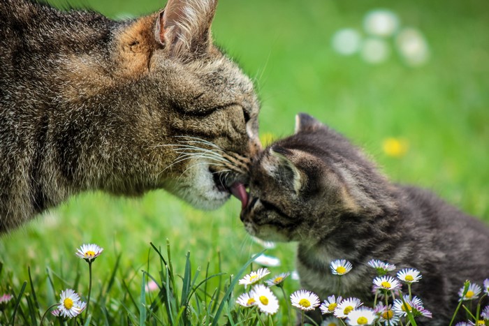 4K Closeup of Two Cats in Grass