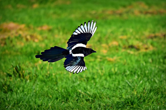 Eurasian magpie in flight over grass