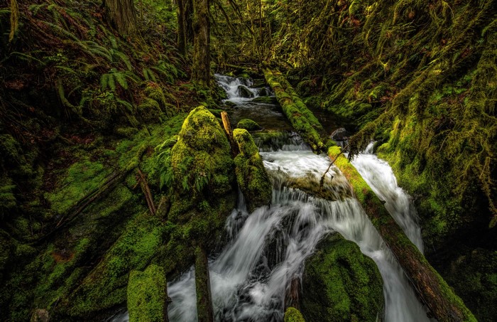 Mossy Waterfall and Logs in Forest