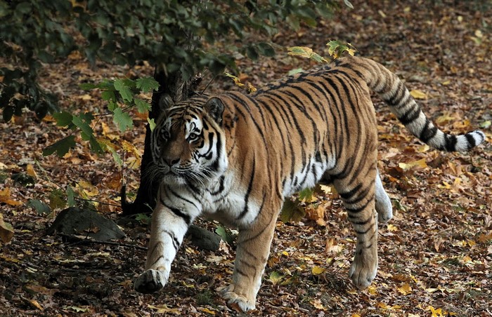 Tiger walking in a forest with fallen leaves