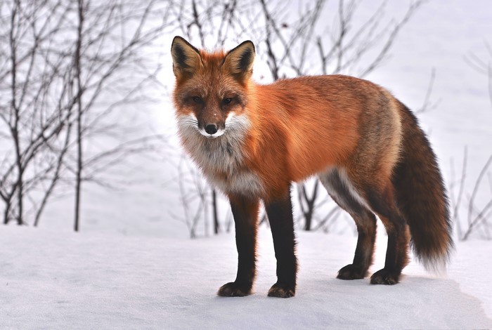 Red Fox Standing in Snow