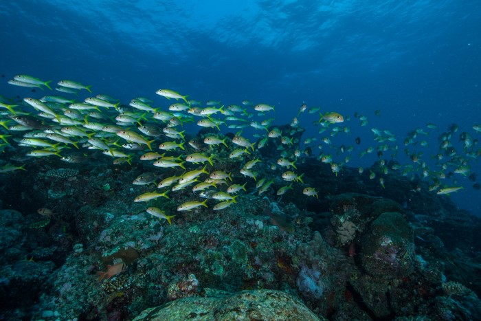 Underwater world with school of fish and corals