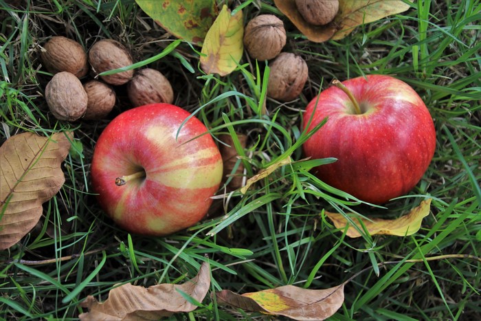 Apples and Walnuts on Grass with Fallen Leaves