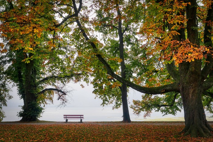 Autumn park with bench and trees by the water