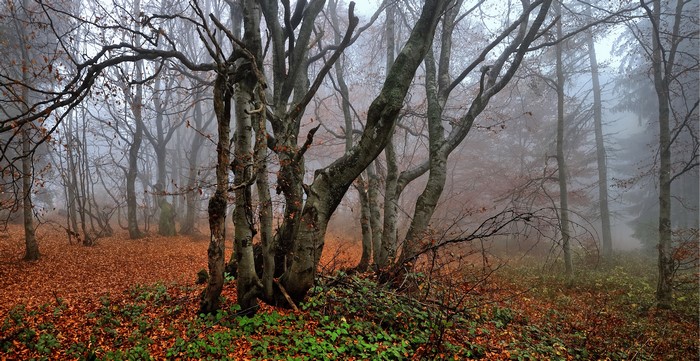 Foggy Autumn Forest with Fallen Leaves