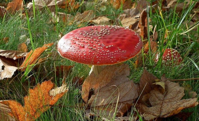 Red Amanita mushrooms with white spots in grass and fallen leaves