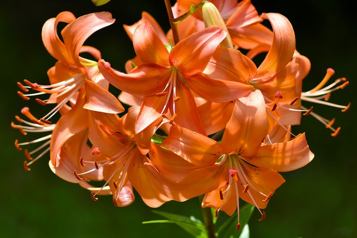 Close-up of Orange Tiger Lilies
