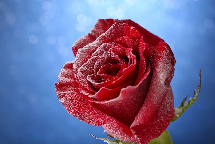 Red rose covered in snow