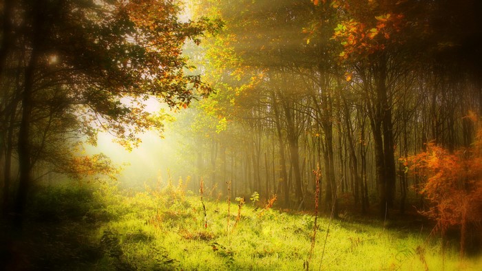 Autumn forest with sun rays filtering through trees