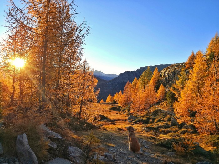 Golden dog sits on a mountain path with autumn trees