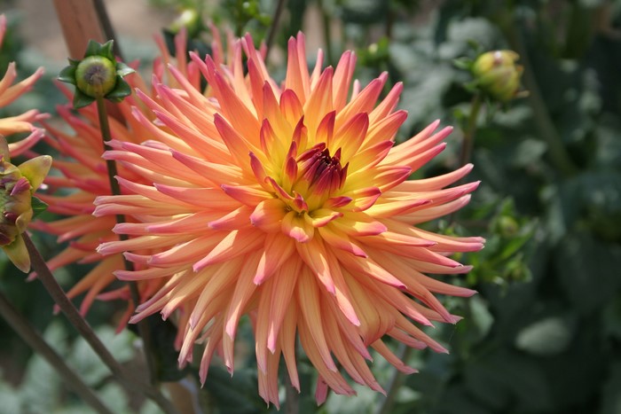 Close-up of a vibrant orange and yellow dahlia flower