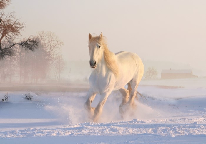 White horse running in the snow