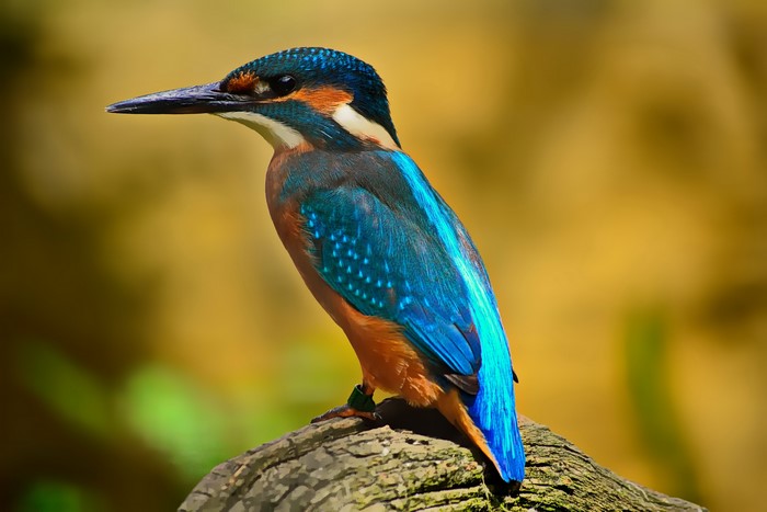 4K Common Kingfisher Bird with Beak
