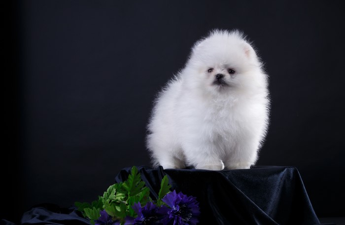 White Pomeranian puppy on a dark background
