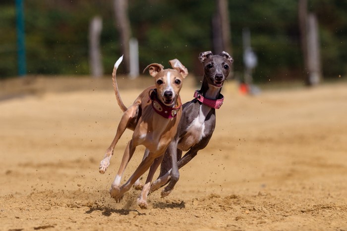 Two Italian Greyhounds running on sand