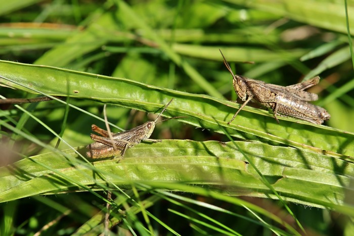 Two grasshoppers on green leaves