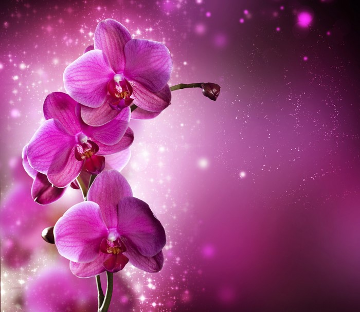 4K Pink Orchid Closeup