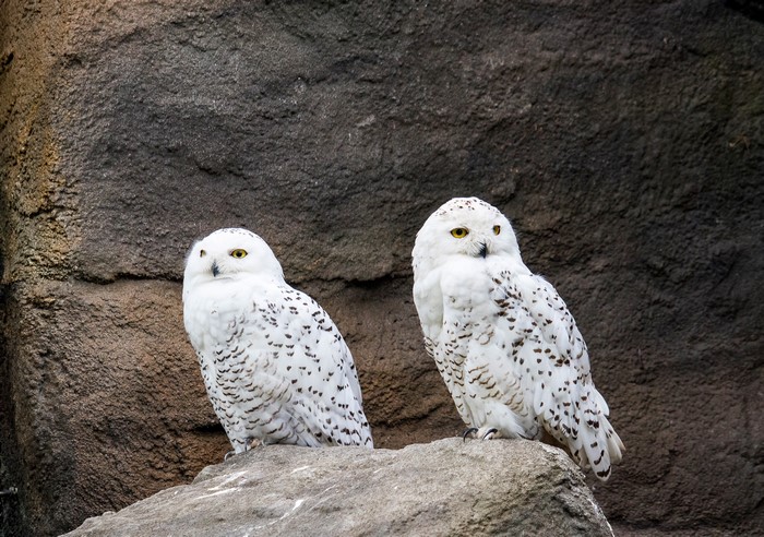 Two Snowy Owls on Rocks