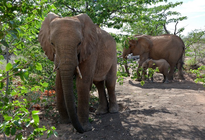 Three Elephants and a Cub in a Forest