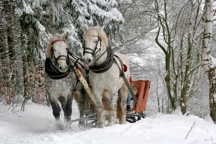 Two horses pulling a sleigh in a snowy forest