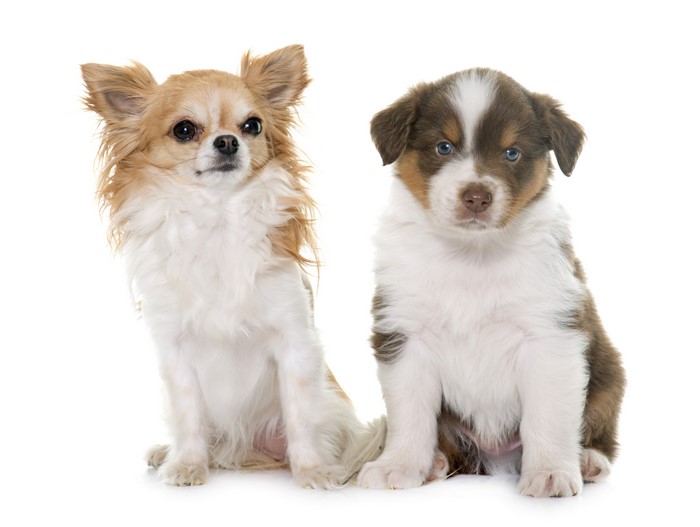 Chihuahua and Australian Shepherd puppy on white background