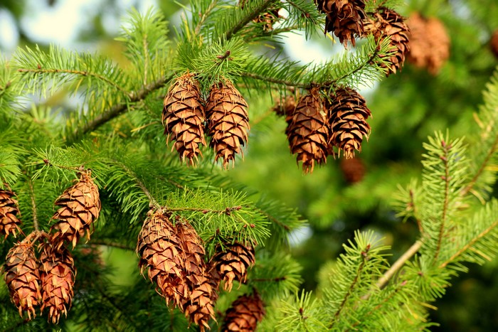 Pine cones on a spruce tree