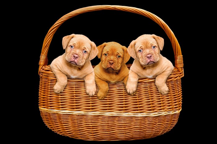 Three Dogue de Bordeaux puppies in a wicker basket