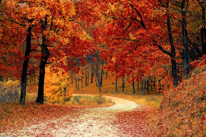 Autumn forest path with colorful foliage