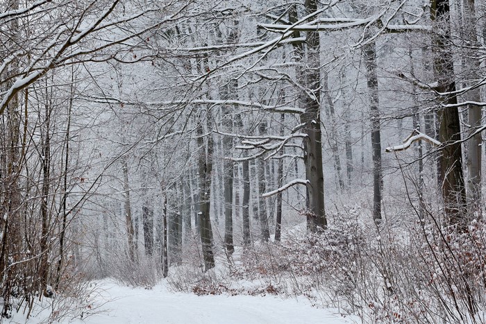 Snowy forest path with bare trees