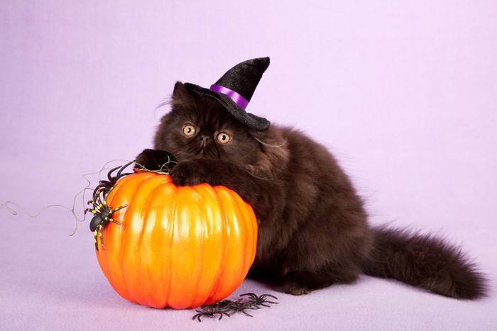 Black cat in witch hat with pumpkin and spiders