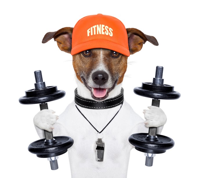 Jack Russell terrier with dumbbells and fitness cap