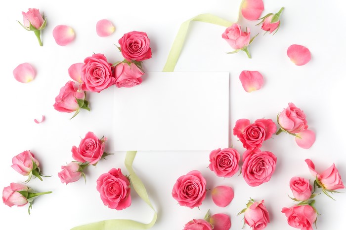 Pink Roses and Ribbon on White Background