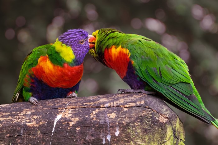 Two colorful parrots on a log
